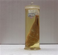 藏品(日本金線魚)的圖片